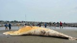 Xác cá voi dài hơn 10m dạt vào bờ biển Nam Định