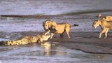 Cá sấu “chiến đấu” với 3 con sư tử 