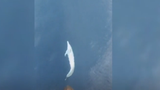 Video: Cá heo nhảy múa xoay tròn tuyệt đẹp trước mũi thuyền du khách