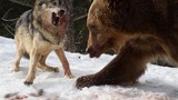 Gấu Bắc Mỹ láu cá cướp miếng ăn từ miệng sói 