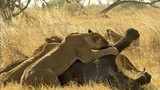 Video: Sư tử thể hiện sức mạnh, hạ sát voi rừng trong chớp mắt  