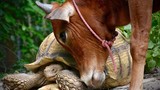 Tình bạn khó tin giữa bò con tật nguyền và rùa khổng lồ