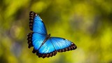 Khám phá vẻ đẹp của 15 loài sâu bướm đẹp nhất thế giới