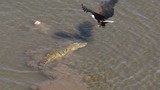 Cận cảnh chim ưng cướp mồi từ miệng cá sấu
