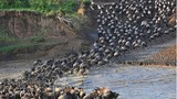 Cận cảnh cuộc vượt sông “sinh tử” của bầy linh dương