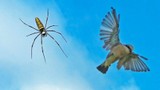 Tuyệt chiêu giăng "thiên la địa võng" săn mồi của nhện khổng lồ Nephila