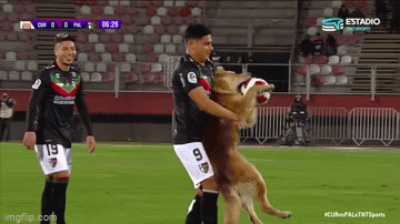 Video: Chú chó tinh nghịch làm gián đoạn trận bóng đá