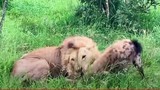 Video: Linh cẩu "lạc lối" trong vòng tay của Vua sư tử