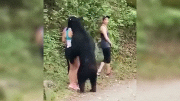 Video: Cô gái chạm trán gấu đen khổng lồ giữa đường và cái kết