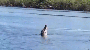 Video: Cá sấu phi thân khỏi mặt nước đớp flycam và cái kết