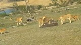 Video: Đàn sư tử cùng nhau cắn xé trâu rừng con
