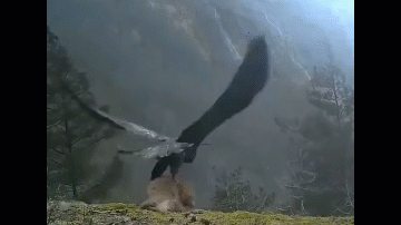Video: Đại bàng dùng móng vuốt quắp cáo bay lên không trung