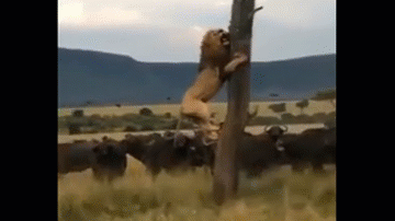 Video: Bị truy sát, sư tử đực ôm cây trốn đàn trâu rừng