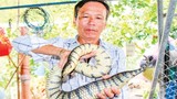 Bắt 3 con rắn đem về nuôi, không ngờ "đẻ" ra trăm triệu mỗi năm