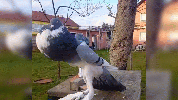 Video: Chim bồ câu khổng lồ gây sốc với "bộ ngực khủng"
