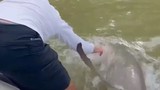 Video khoảnh khắc người đàn ông trên thuyền bị cá mập lôi xuống nước