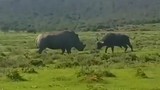 Video: Trận chiến cực căng giữa trâu rừng với tê giác 