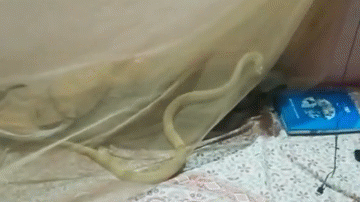 Video: Chủ nhà tá hỏa phát hiện rắn hổ mang ngoe nguẩy trên giường