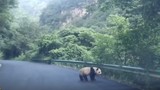 Video: Tài xế thích thú khi bắt gặp gấu trúc lang thang trên đường
