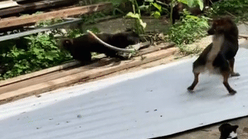 Video: Chó nhà tử chiến rắn độc bảo vệ đàn con và cái kết