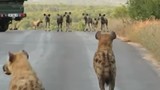 Video: Bầy linh cẩu đối đầu đàn chó hoang thiện chiến và cái kết 