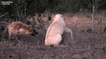 Video: Sư tử trắng bị 11 linh cẩu "đánh hội đồng" và cái kết 