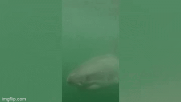 Video: Thót tim cảnh cá mập trắng bơi lại gần thợ lặn