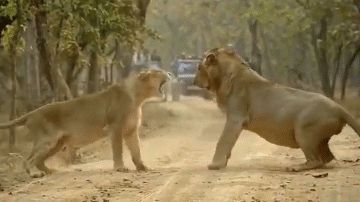Video: Sư tử cái nổi cơn thịnh nộ, tát sư tử đực giữa đường