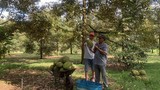 Trồng sầu riêng ở Đồng Nai như trồng cây tiền tỷ, trái la liệt