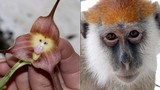 Bí ẩn về loài phong lan mặt khỉ ở Nam Mỹ 
