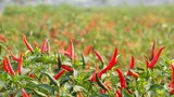 Vị trí trồng ớt hút tài lộc, chỉ 1 cây gia chủ cũng sung túc