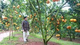 Rủ khách thăm vườn, lão nông ở Bắc Giang thu tiền tỷ mỗi năm