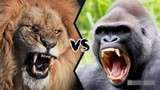 Tại sao hổ và sư tử không ăn thịt khỉ đột?