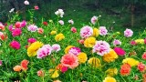 5 loại chậu hoa cây cảnh dễ trồng nở hoa quanh năm 