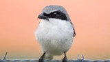 Loggerhead shrike, loài chim 'đồ tể' tàn bạo