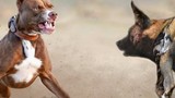 Chó pitbull có sống sót một tuần nếu được đưa vào thảo nguyên châu Phi?