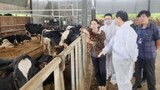 Lâm Đồng: Bò chết sau tiêm vacine, 330 hộ đồng ý mức bồi thường
