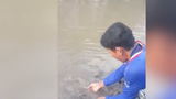 Cà Mau: Đàn cá chạy lên bờ xin thức ăn và chơi với ngư dân