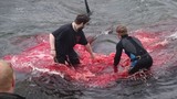 Video: Cảnh thảm sát 180 cá voi nhuộm đỏ vùng biển Đan Mạch