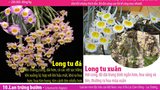 10 loại lan rừng quý hiếm được ưa chuộng tại Việt Nam 