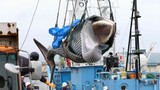 Mùa săn cá voi đầu tiên sau 31 năm của Nhật Bản