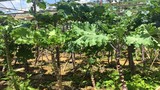 Khám phá xứ sở rau cải “khổng lồ” siêu lạ siêu độc ở Đà Lạt 