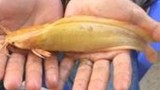 Trầm trồ cá trê vàng rực 8 râu ở Bạc Liêu