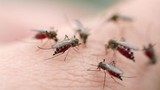 Những điều cần biết về phòng chống dịch bệnh sốt xuất huyết