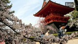 Kinh nghiệm bỏ túi cho người lần đầu du lịch Nhật Bản