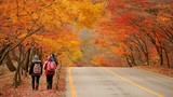 Mách bạn điểm chụp ảnh mùa thu Hàn Quốc đẹp lung linh