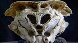 Bí ẩn hộp sọ có hình dáng độc nhất vô nhị ở Bulgaria