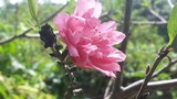 Lạng Sơn: Kỳ lạ hoa đào nở bung giữa... mùa thu