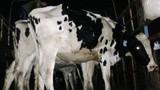 220 con bò “triệu đô” đi máy bay từ Úc về VN