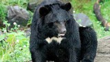 Gấu cắn lìa tay bé trai: Chính quyền để mặc đại gia nuôi thú dữ?
